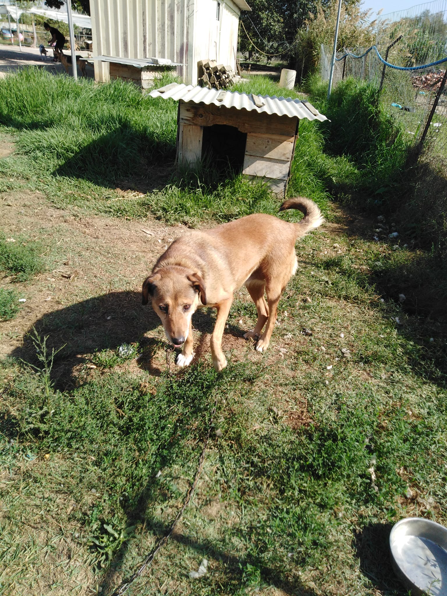 Aidons Les Animaux Help A Greek Stray