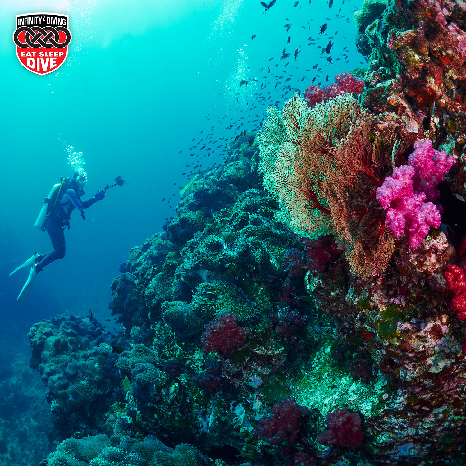 Infinity2Diving - The best way to observe a fish is to...