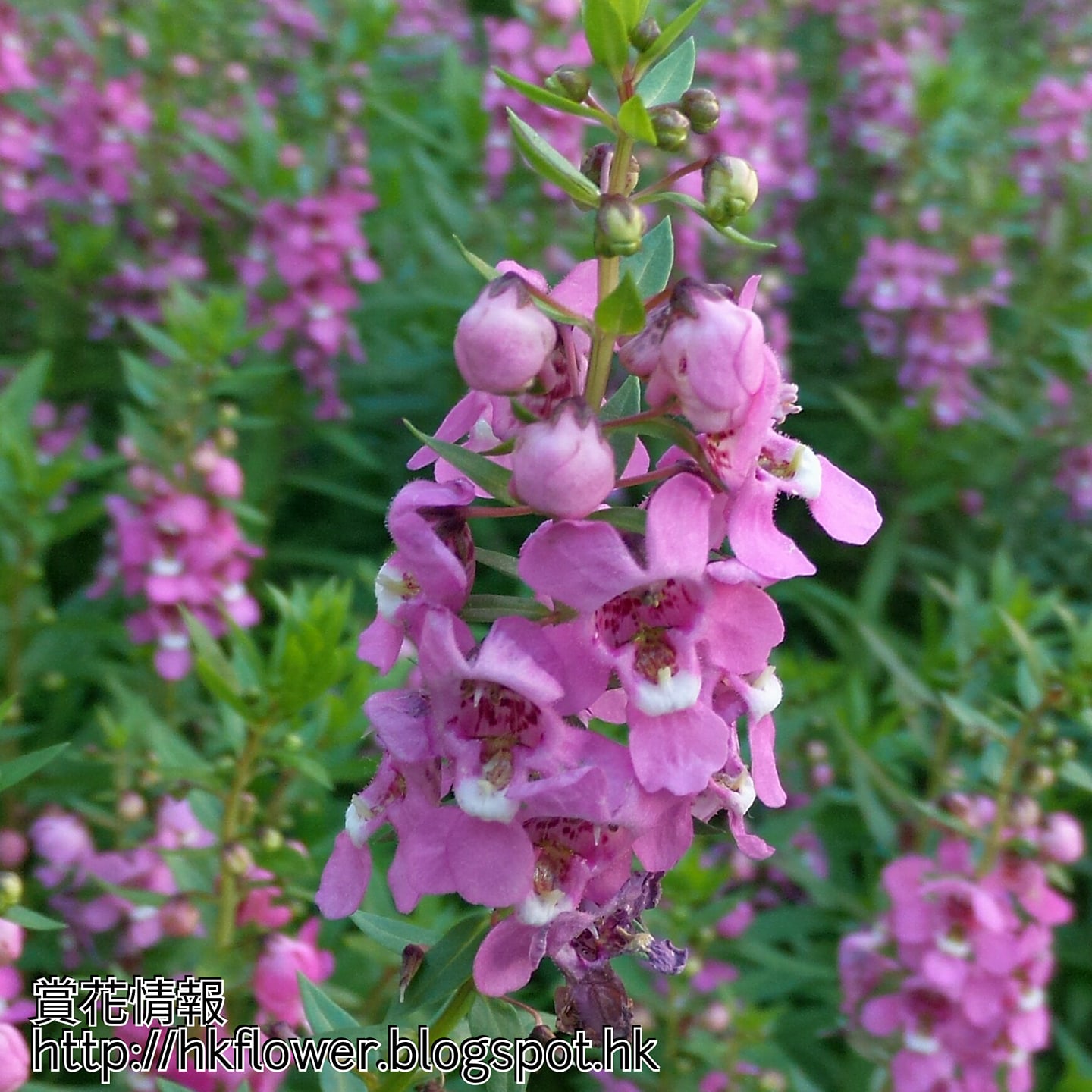 香港賞花情報 中文學名 天使花拉丁學名 Angelonia Salicariifolia Humb Facebook