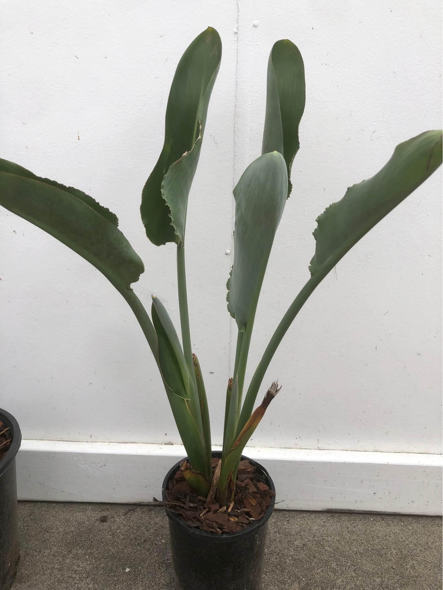 Bird of paradise Plants & Seedlings Cessnock, New