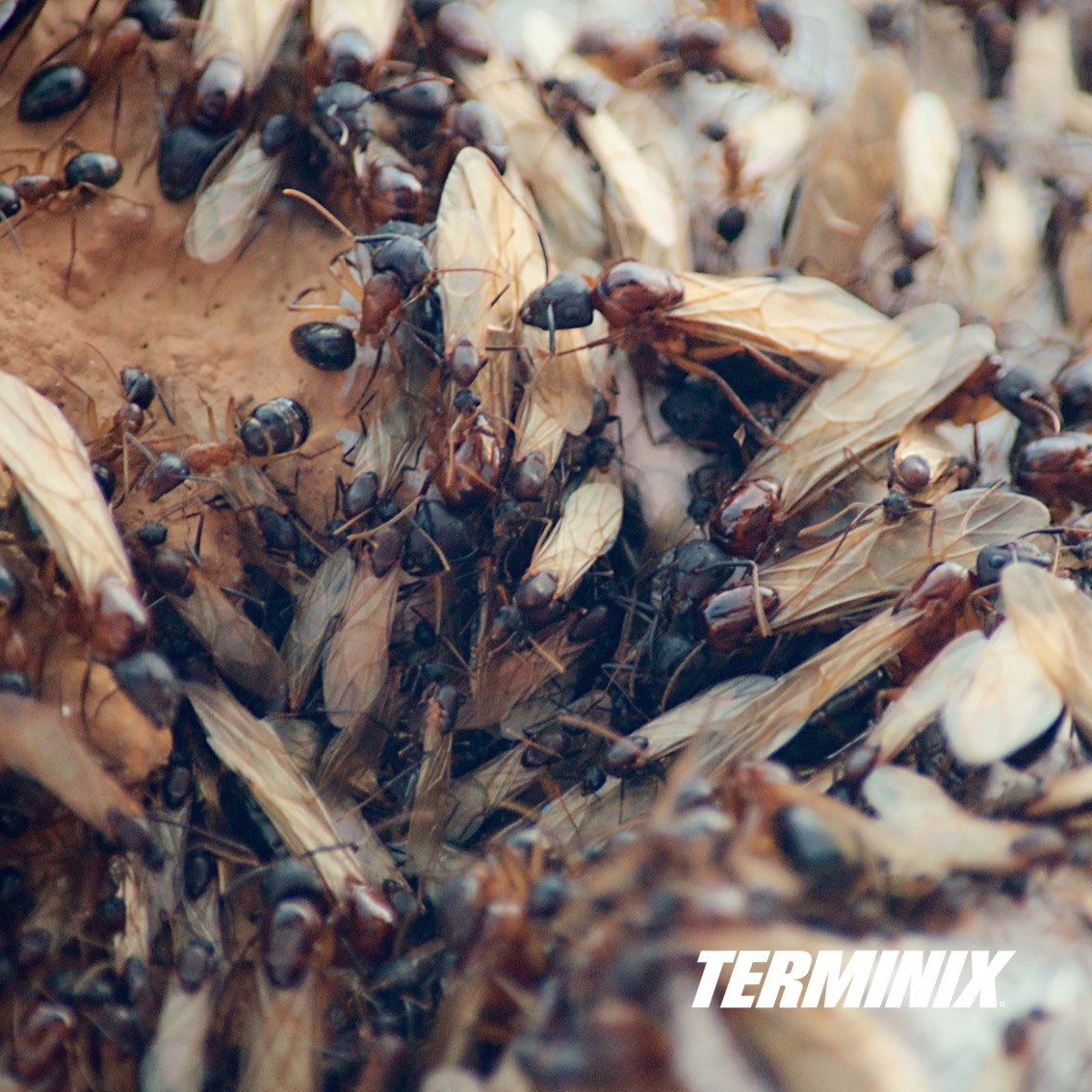 Terminix UK Ltd
