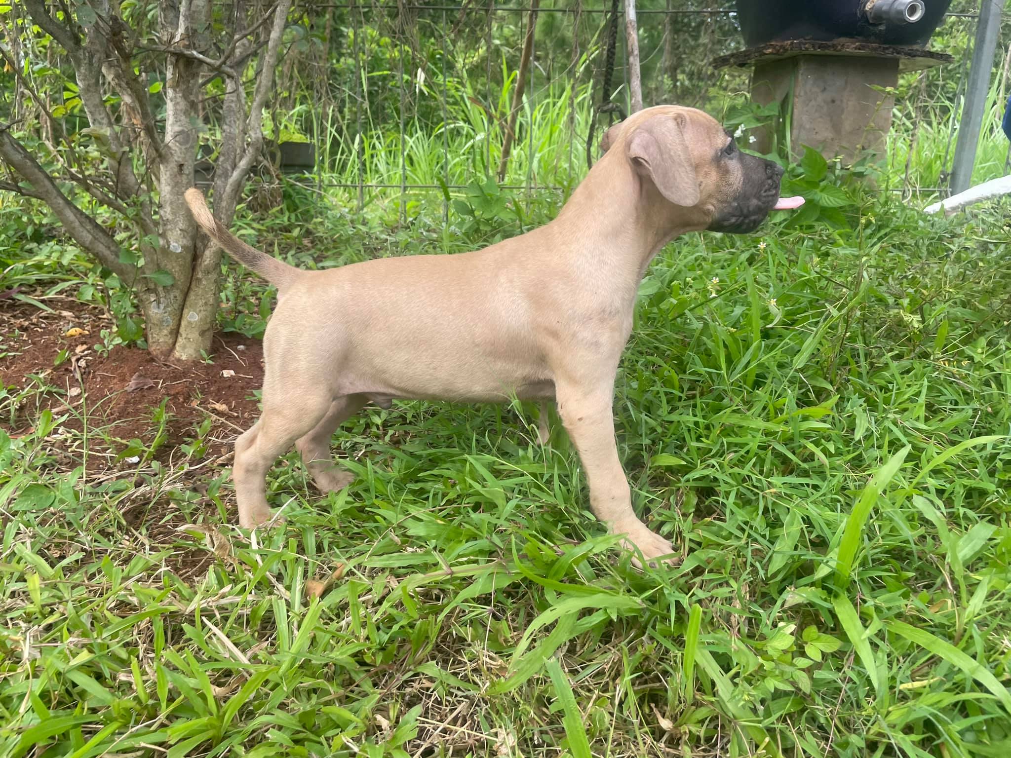 LR PACMAN (10 April 2021) APBT... - Little Rascal's Kennel | Facebook