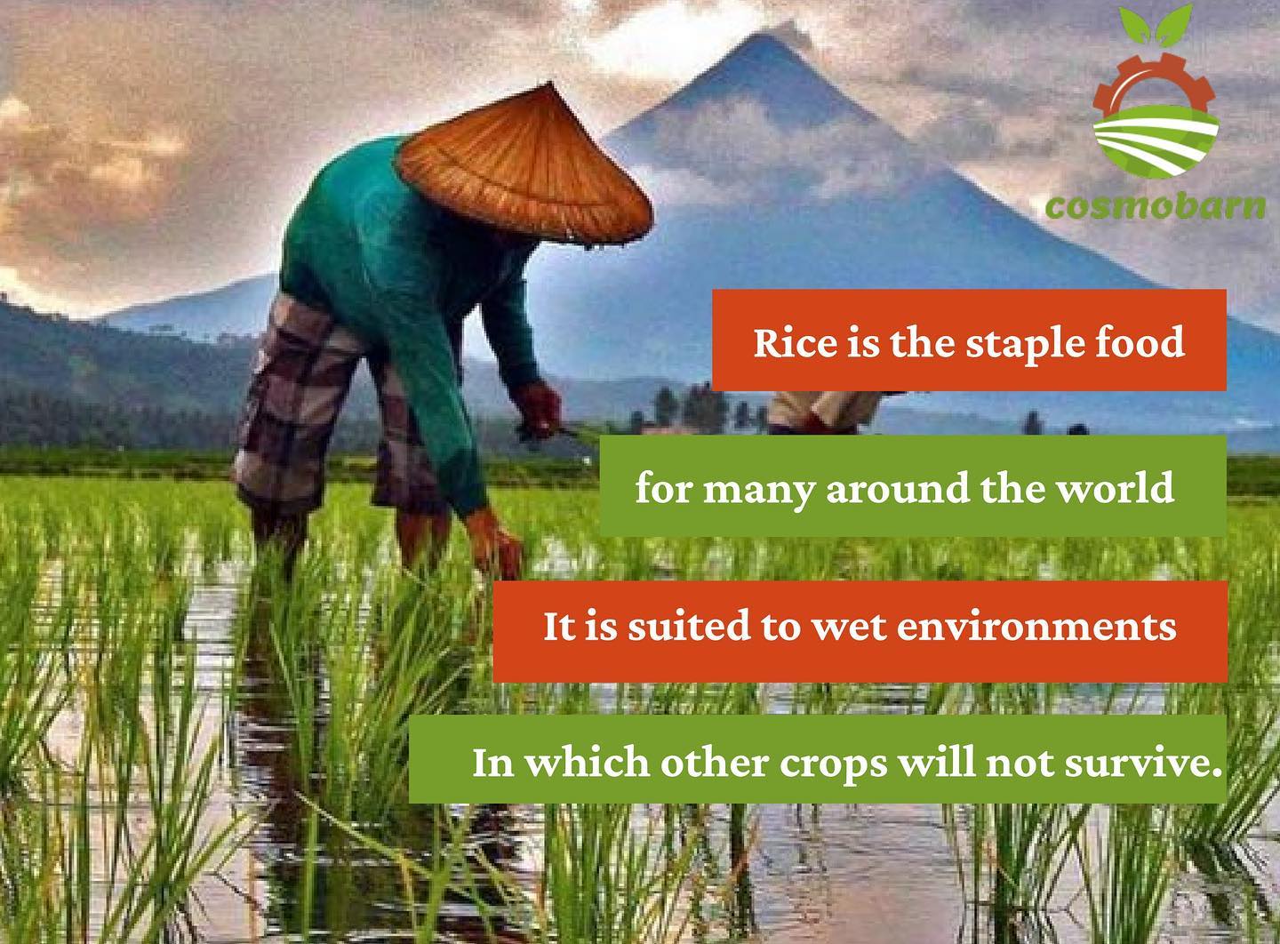 Cosmo Barn - 🌾Rice is the staple food for many around the... | Facebook