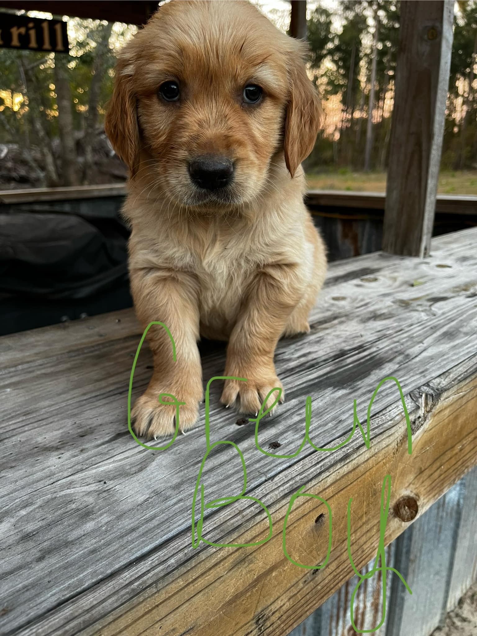 Golden Ranch Puppies | Summertown GA