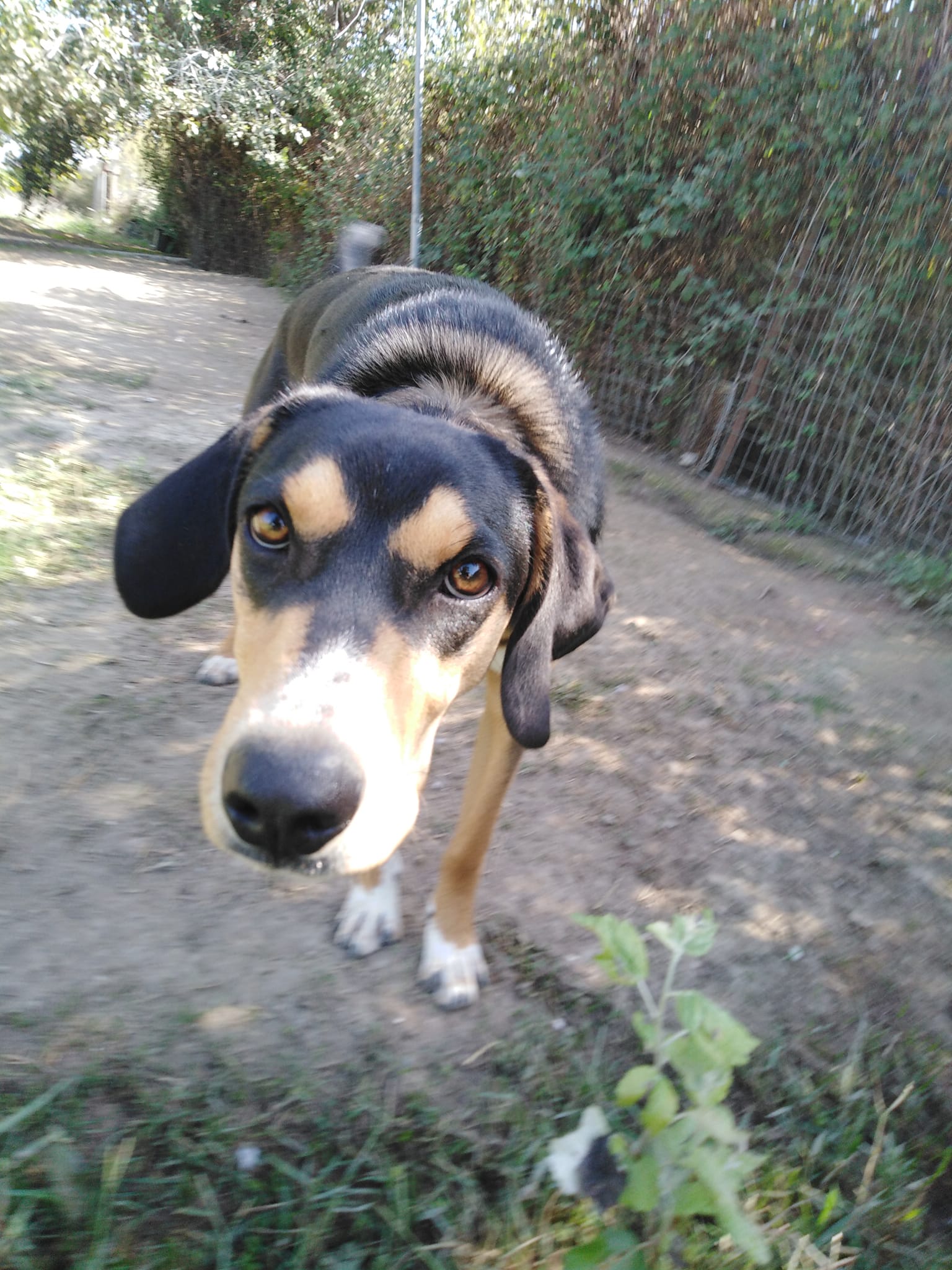 Aidons Les Animaux Help A Greek Stray