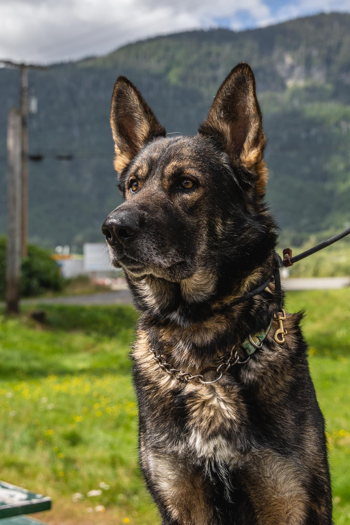 Kitimat Humane Society - Meet ROBIN Robin is a mature male German ...