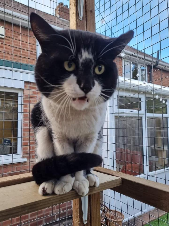 🎈🎂HAPPY... - Mansfield Cat Rescue registered charity 1193319