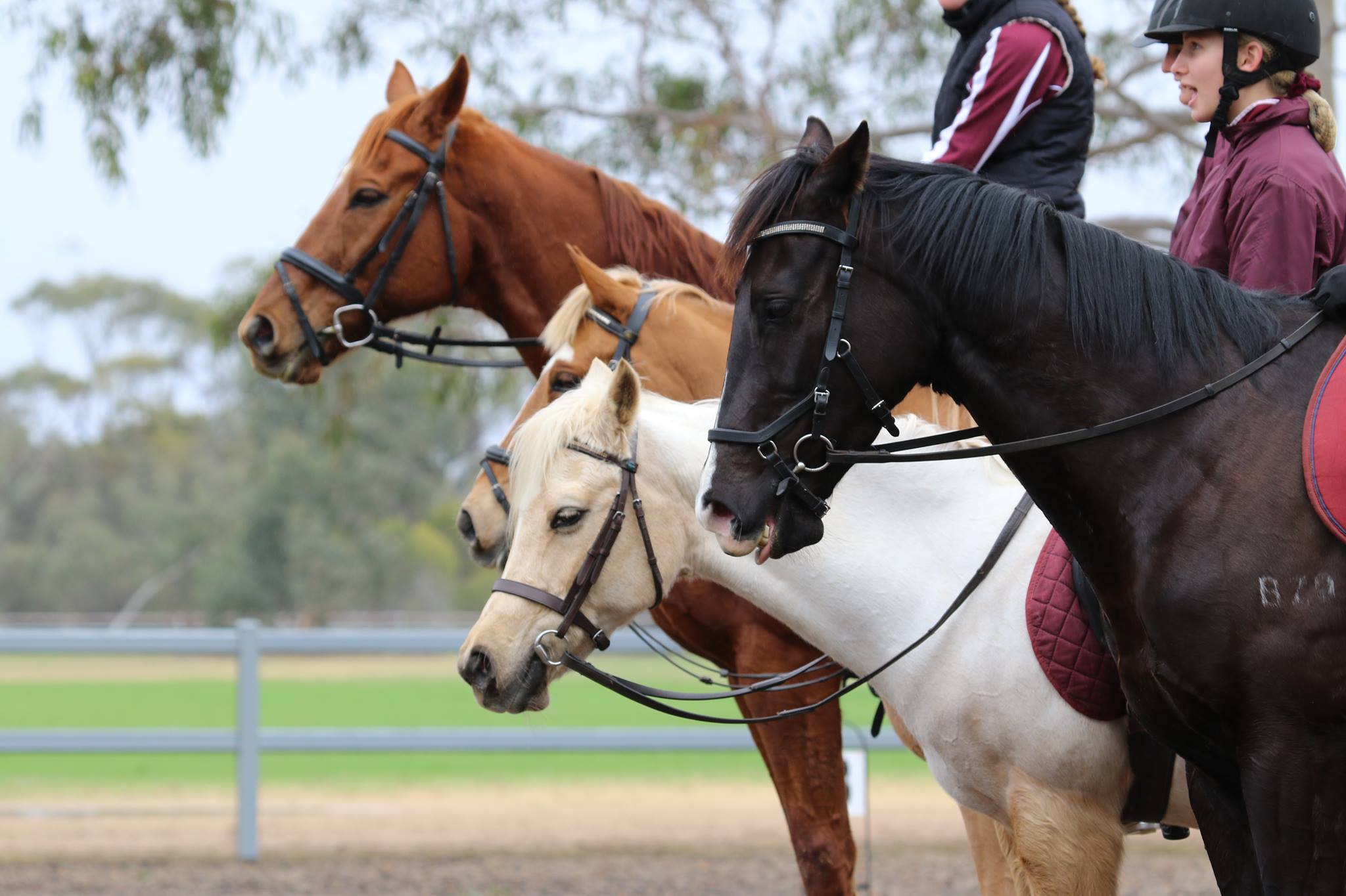 Central Midlands Riding & Pony Club | Moora WA