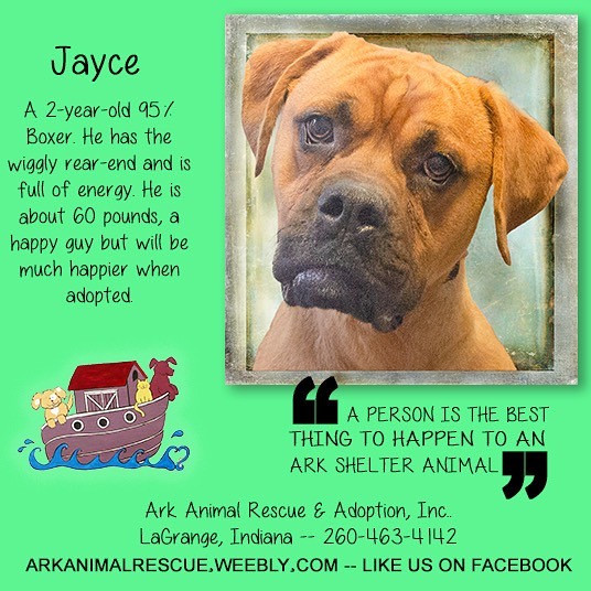 Ark Animal Rescue and... - Ark Animal Rescue and Adoption