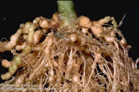 Mbinu Za Kilimo Biashara-Kenya - Nematodes Nematodes are microscopic ...