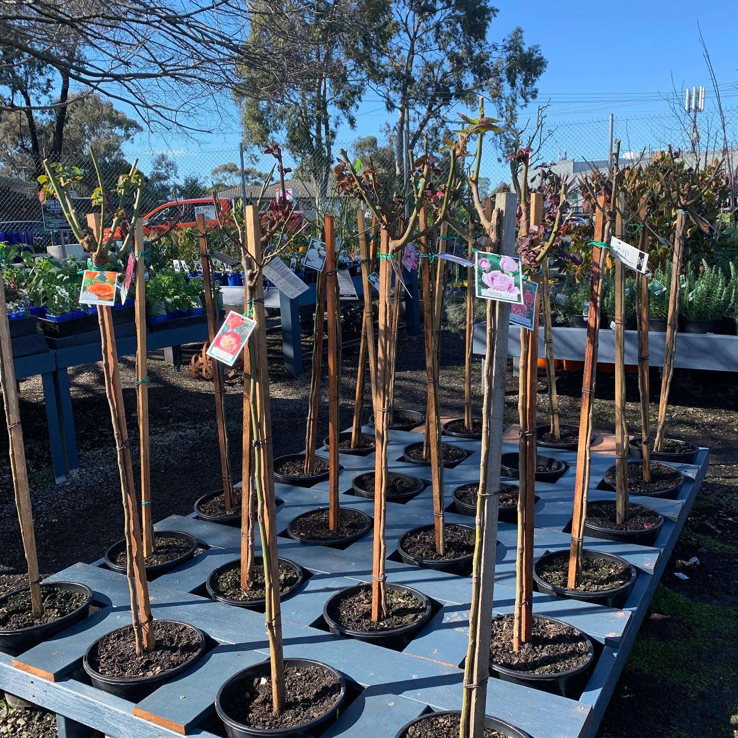 Our new standard rose display, they... - Branch Out Nursery