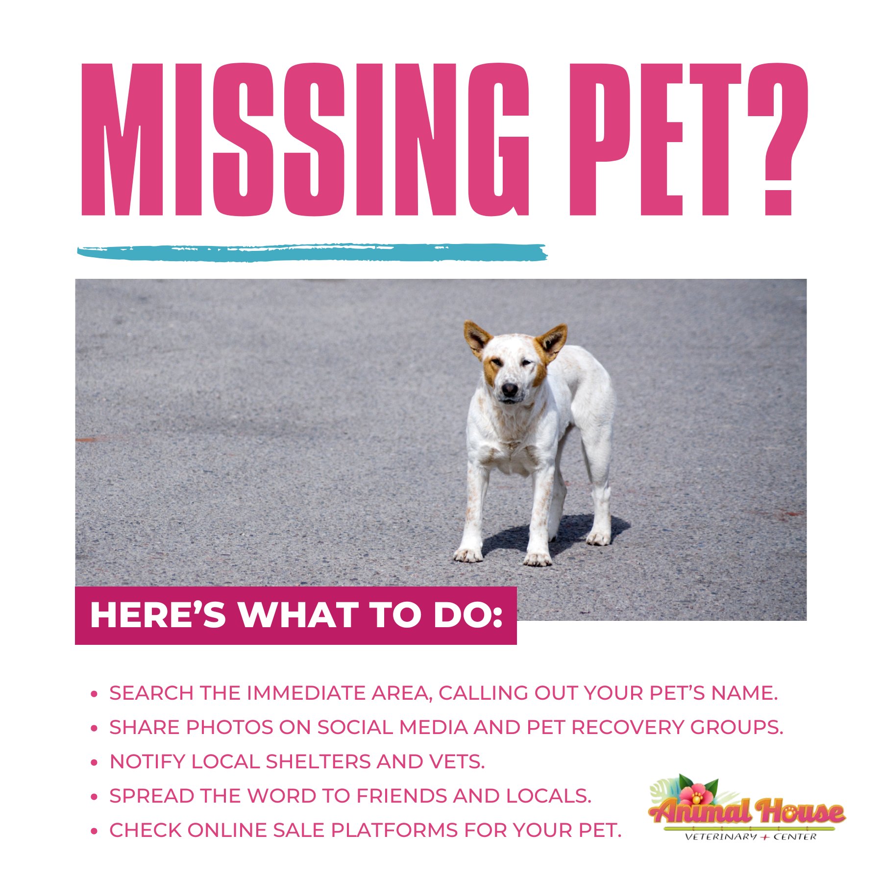 Animal - 🚨 Missing Pet? Here’s What to Do! 🚨 Losing a pet is every ...