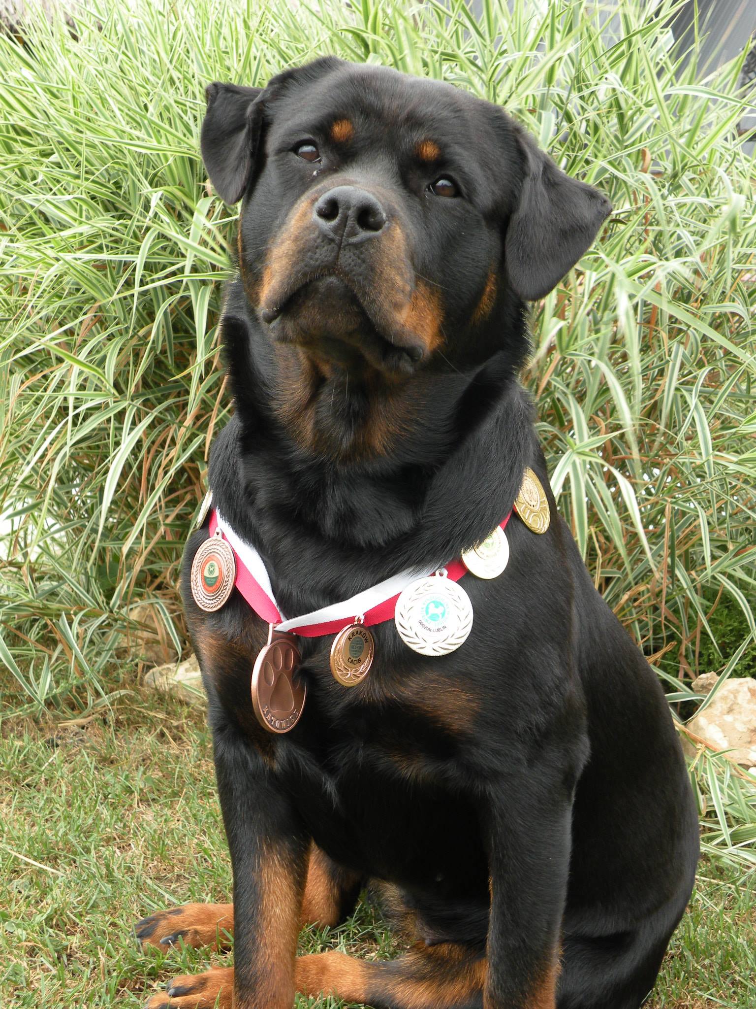 Valarti Rottweiler Kennel | Zaskale