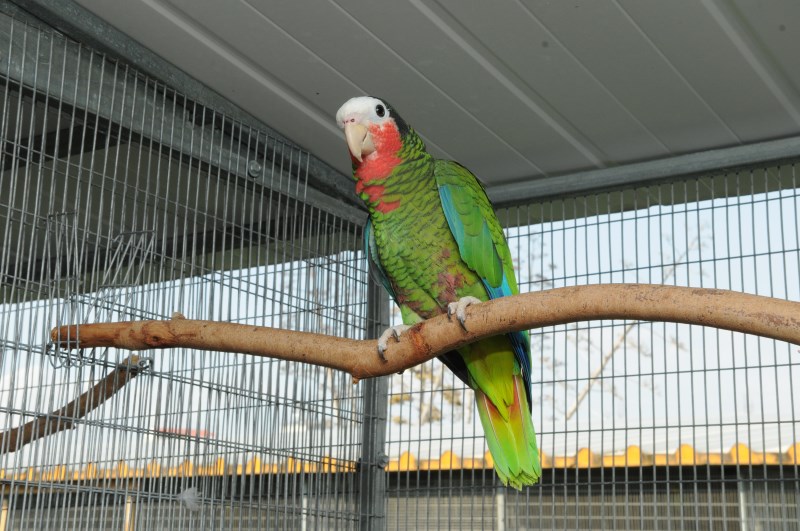 ParrotPark Mikellides | Nicosia