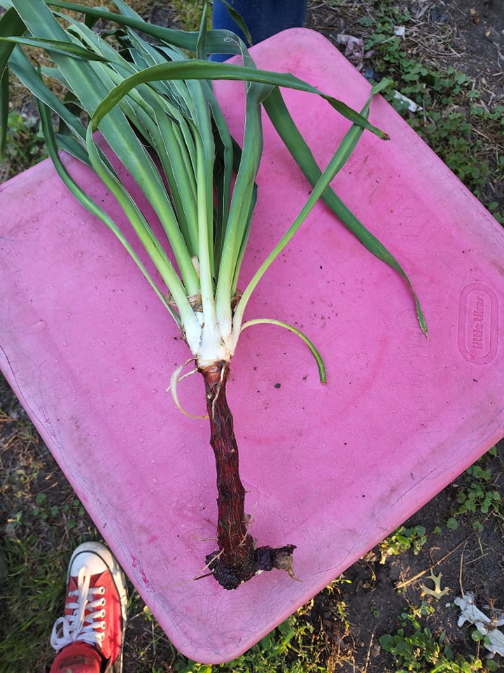 Yucca plant identification help needed