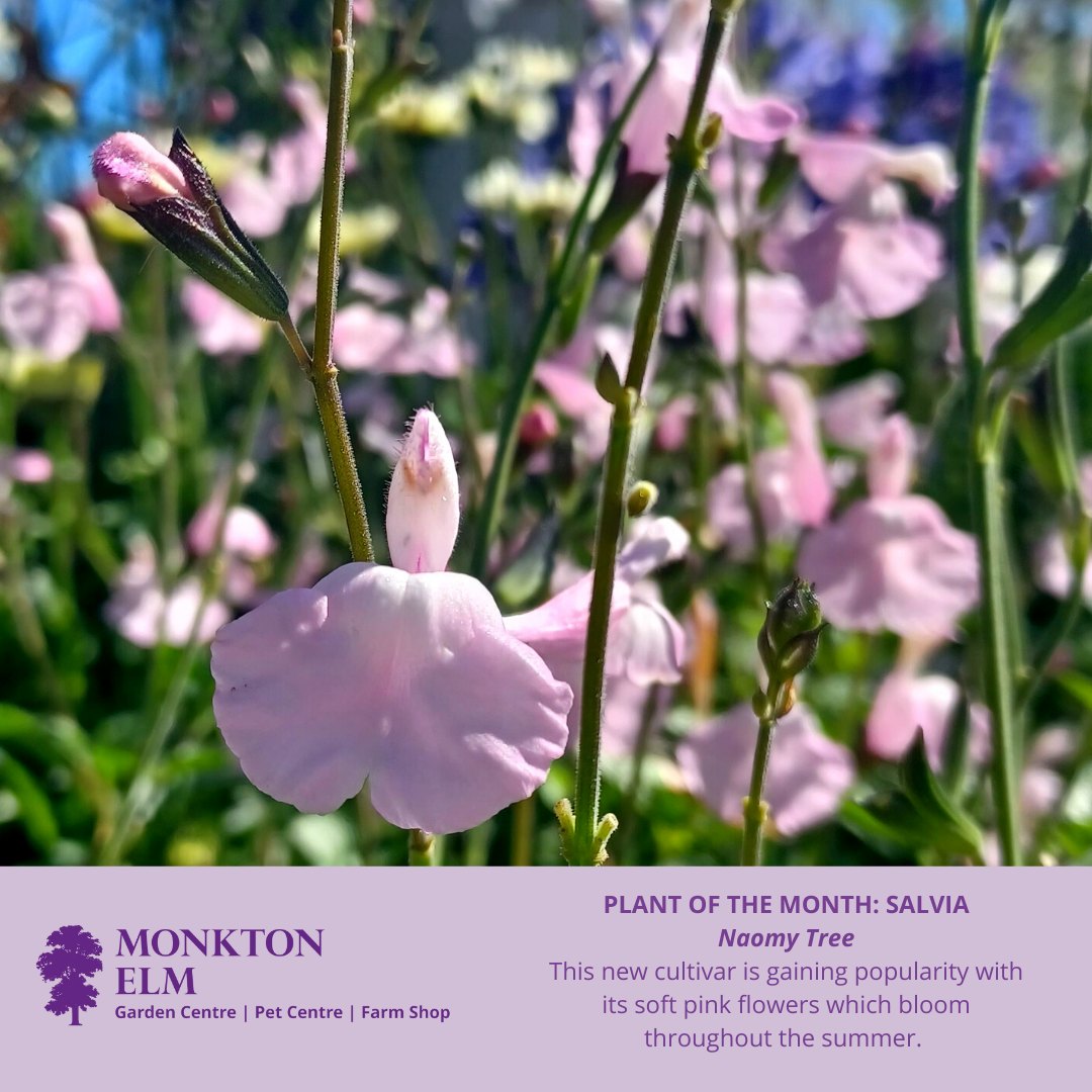 Our Plant of the month, this... - Monkton Elm Garden Centre