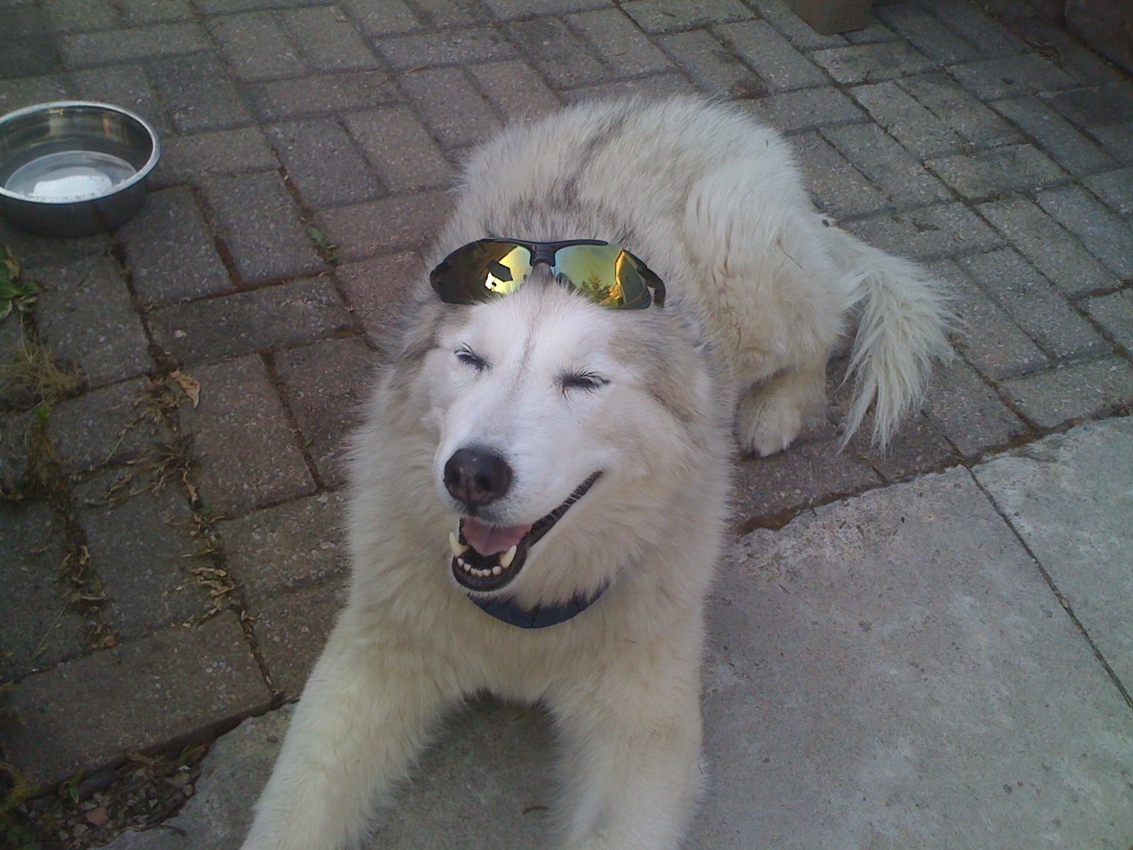 must-exit-8-18-10-am-blind-and-deaf-dogs-networking-facebook