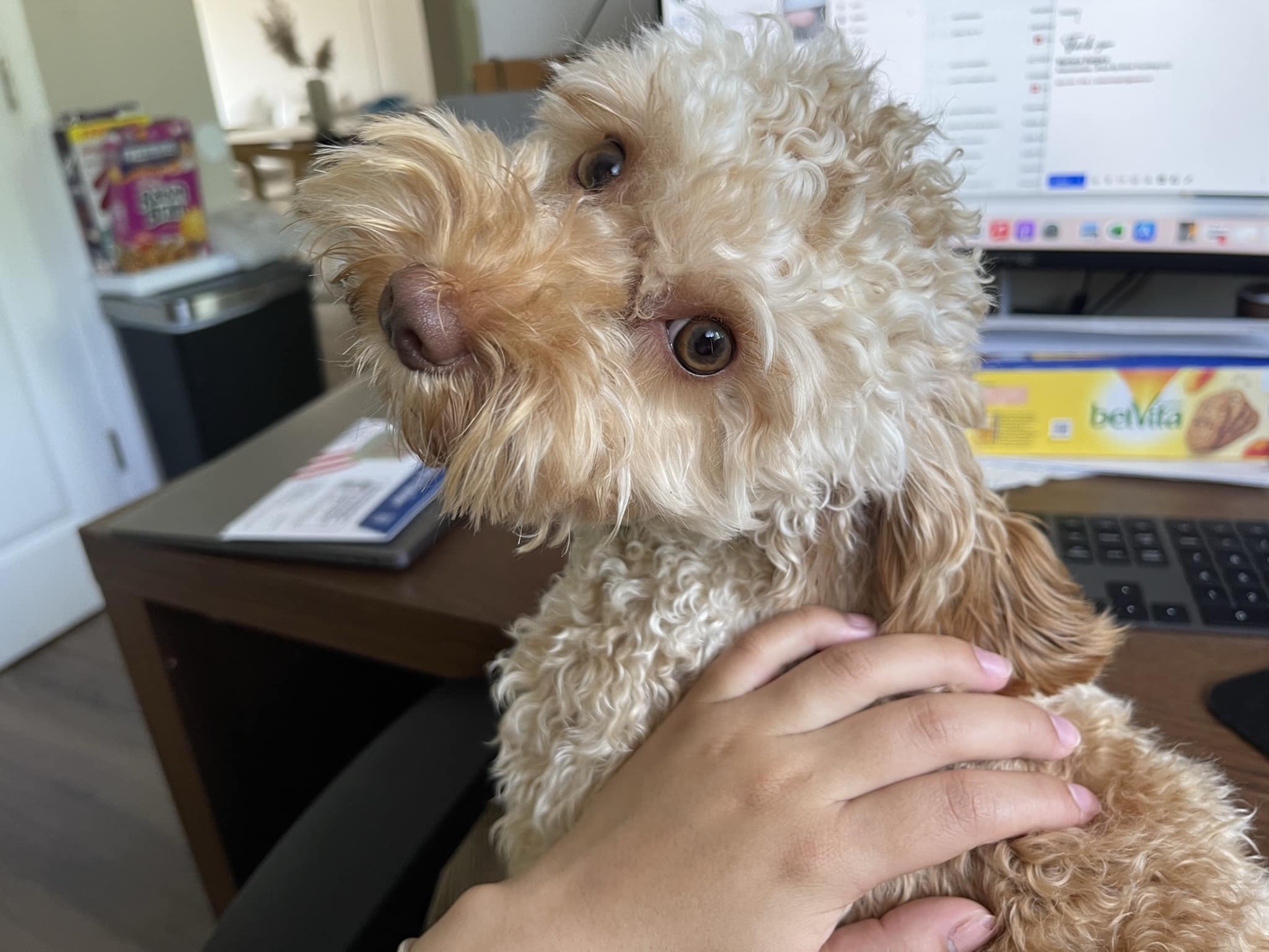 Cockapoo Owners | Smelly eye discharge, is this bad | Facebook