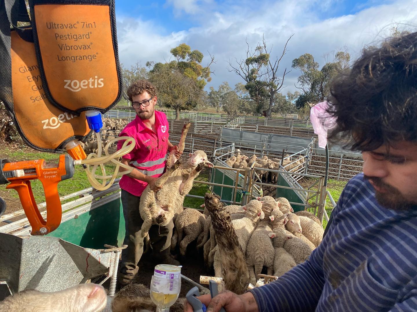 Wallaloo Park Merino Stud... - Wallaloo Park Merino Stud