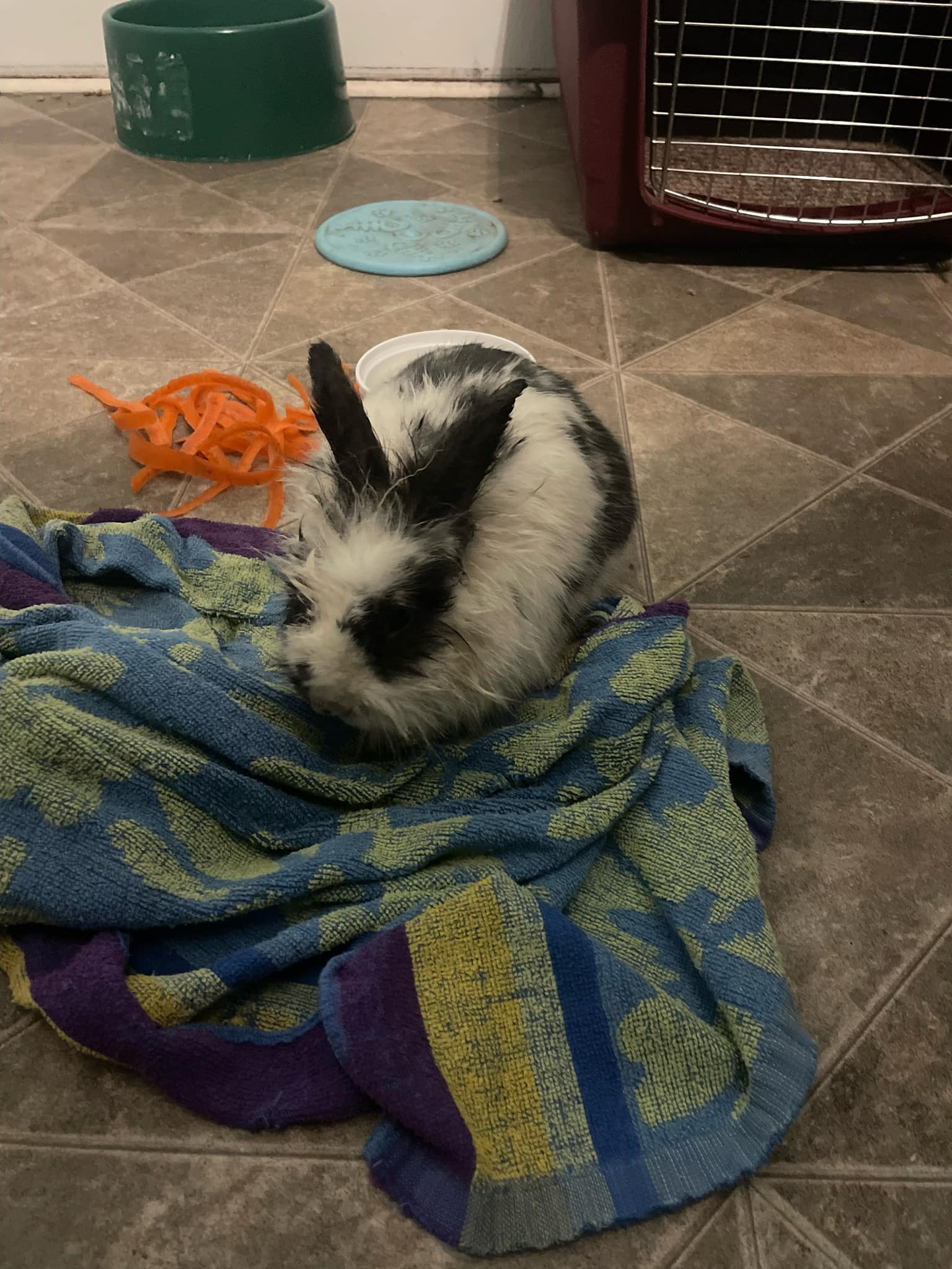 Upsetting weekend here at... - Rascally Rabbit Rescue | Facebook