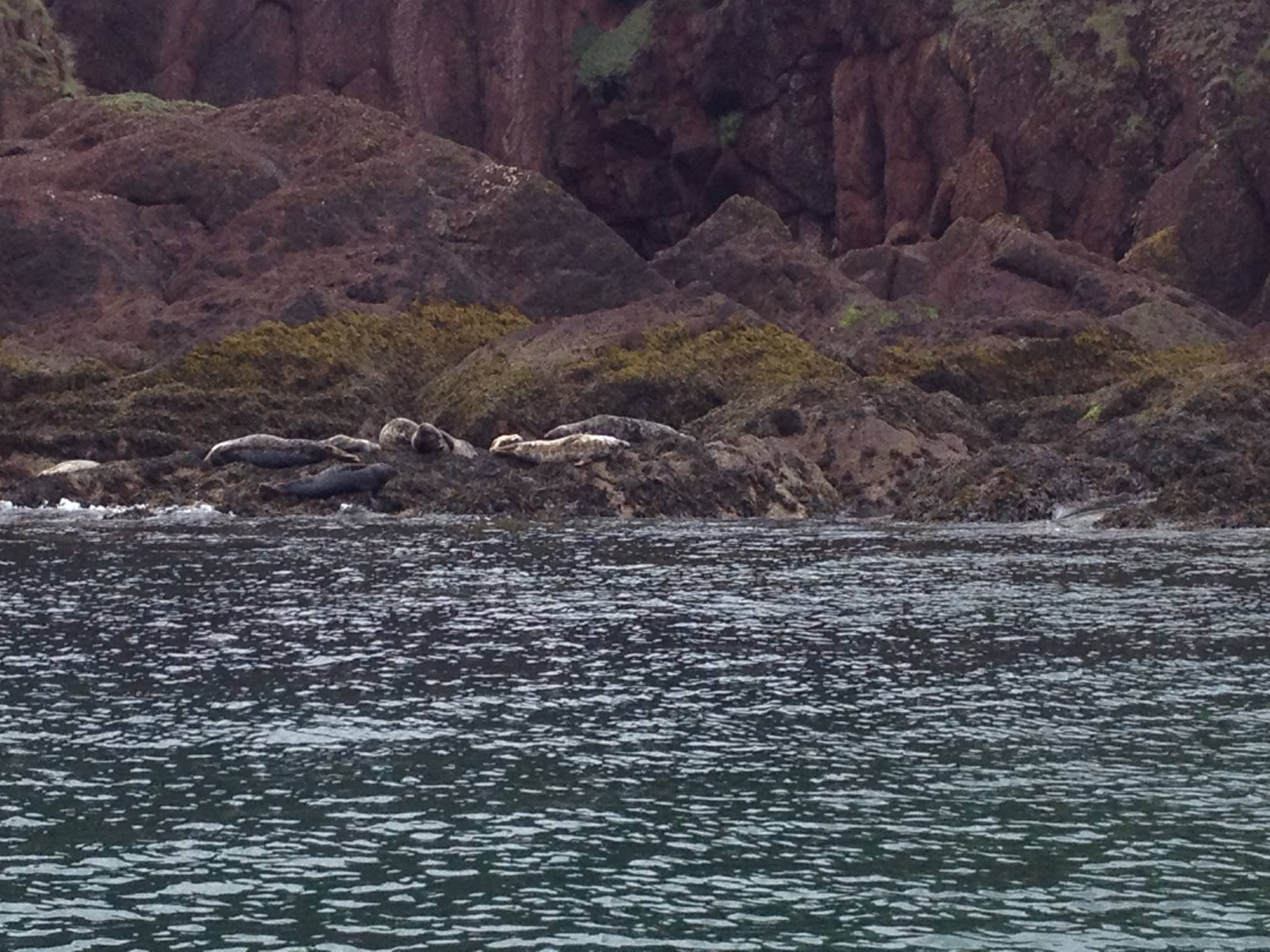 Saundersfoot Seal Safari | Saundersfoot