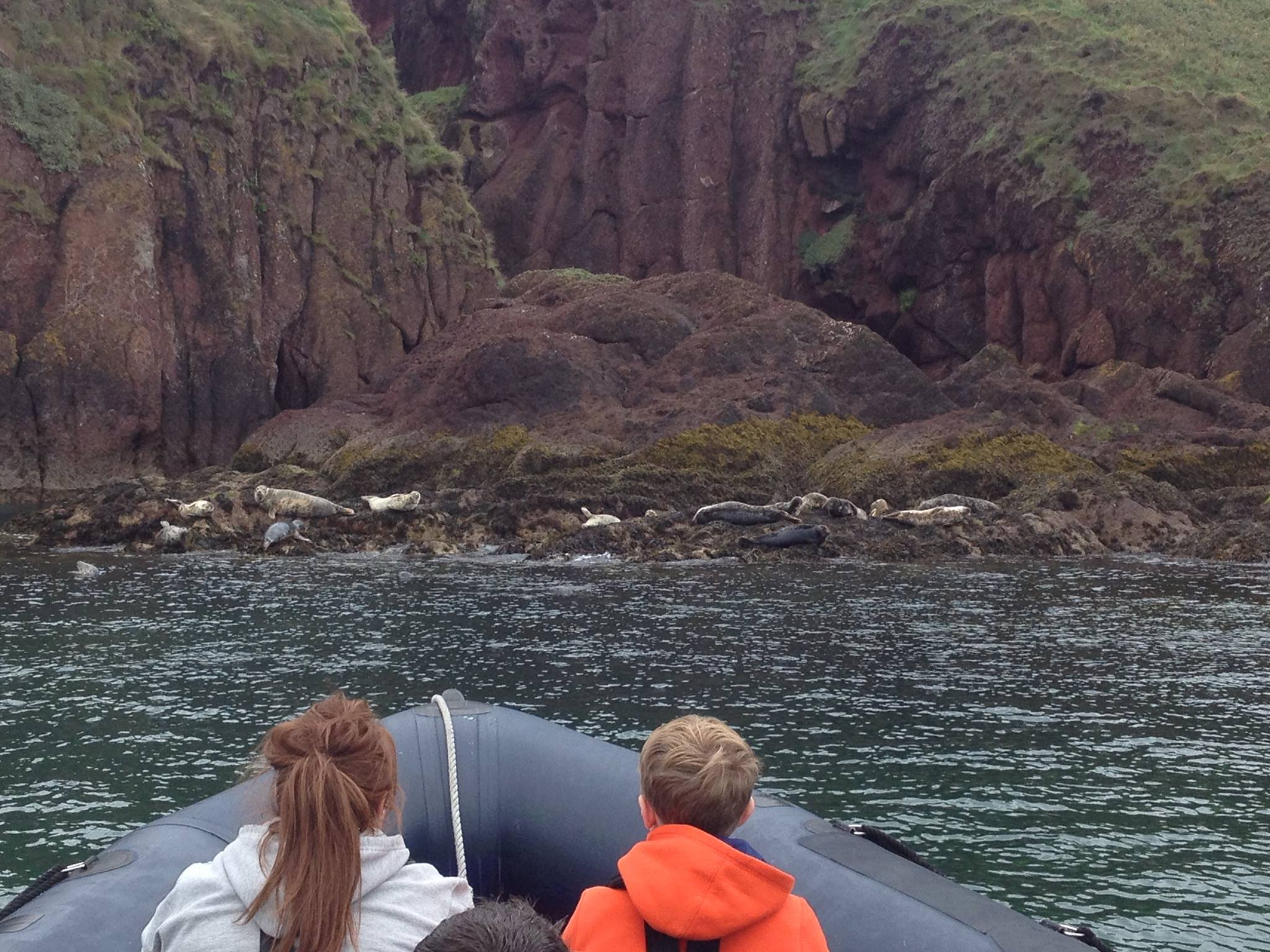 Saundersfoot Seal Safari | Saundersfoot