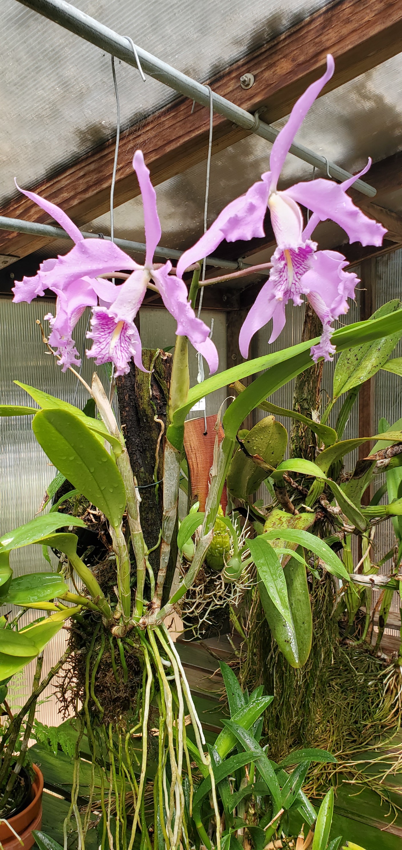 Cattleya Porphyrophlebia x BLC Pamela Hetherington. Lovely big