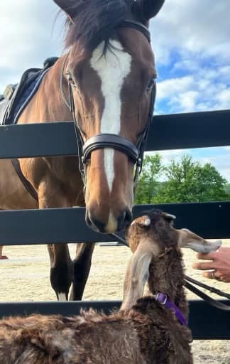 Foxtale Farm | Oley PA