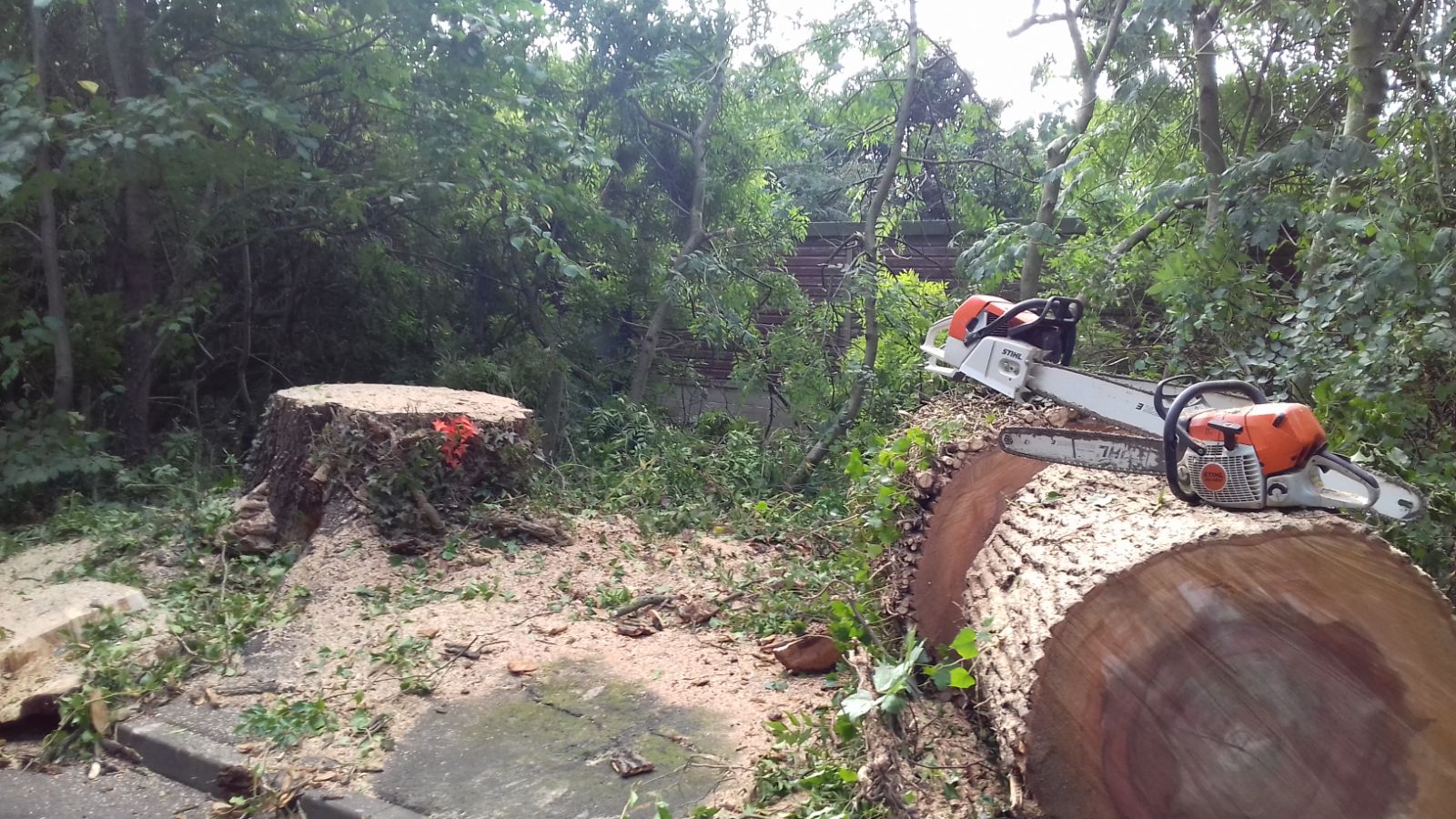 Reeves Tree Surgeons | Bromsgrove