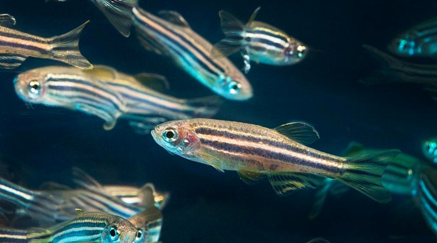 Labfish