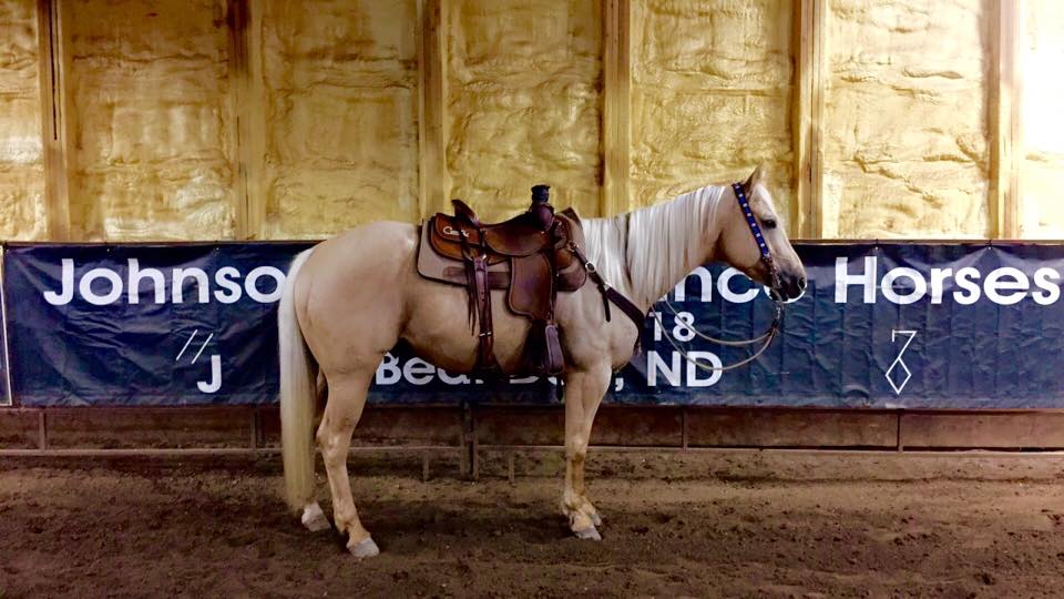 Johnson Perfromance Horses | Mandaree ND