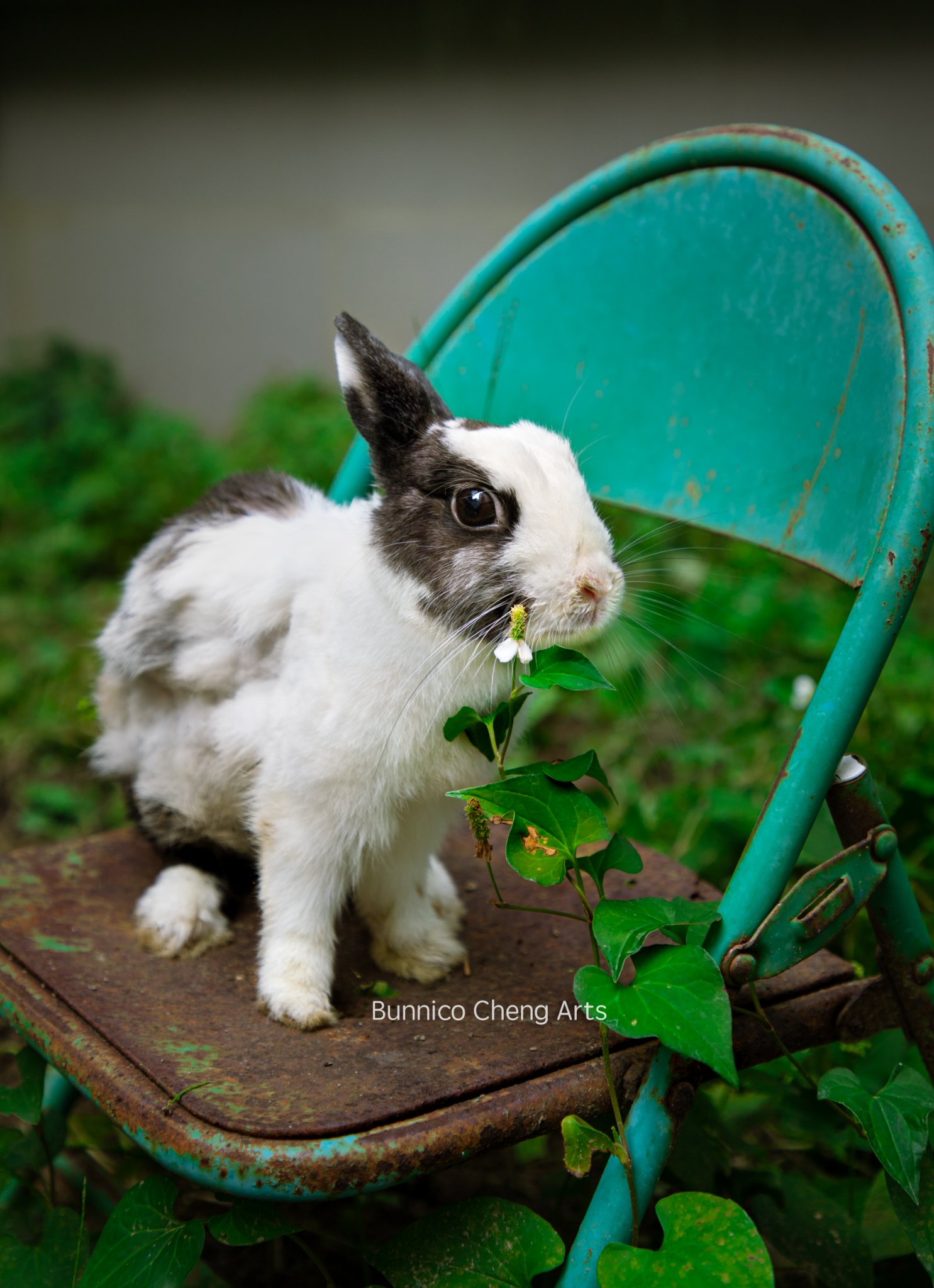 歡迎洽詢 #兔子攝影服務、#展覽合作 及 #典藏攝影藝術微噴作品。... - Friend Rabbit 友愛兔