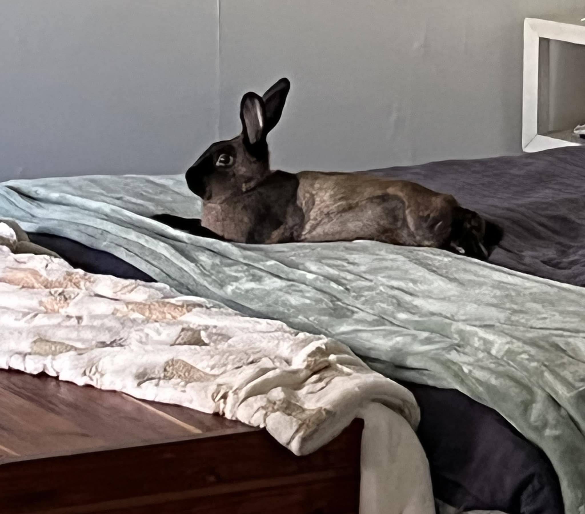 What is better than a foster? An... - East Bay Rabbit Rescue | Facebook