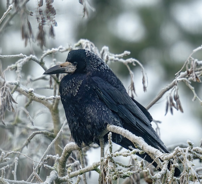 BBC - A winter rook ️ These large, noisy, and intelligent corvids are ...