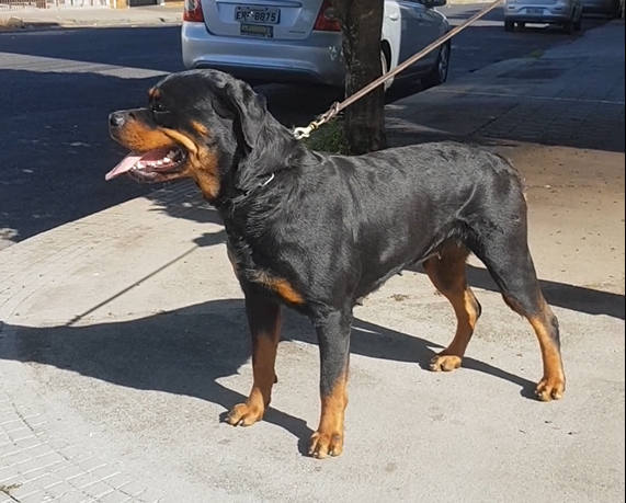 Canil All Rott Blacks