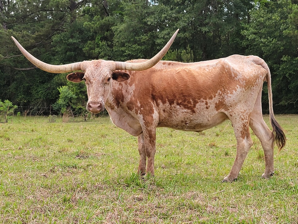 The Butler bloodline is... - Texas Longhorn Cattle for Sale | Facebook