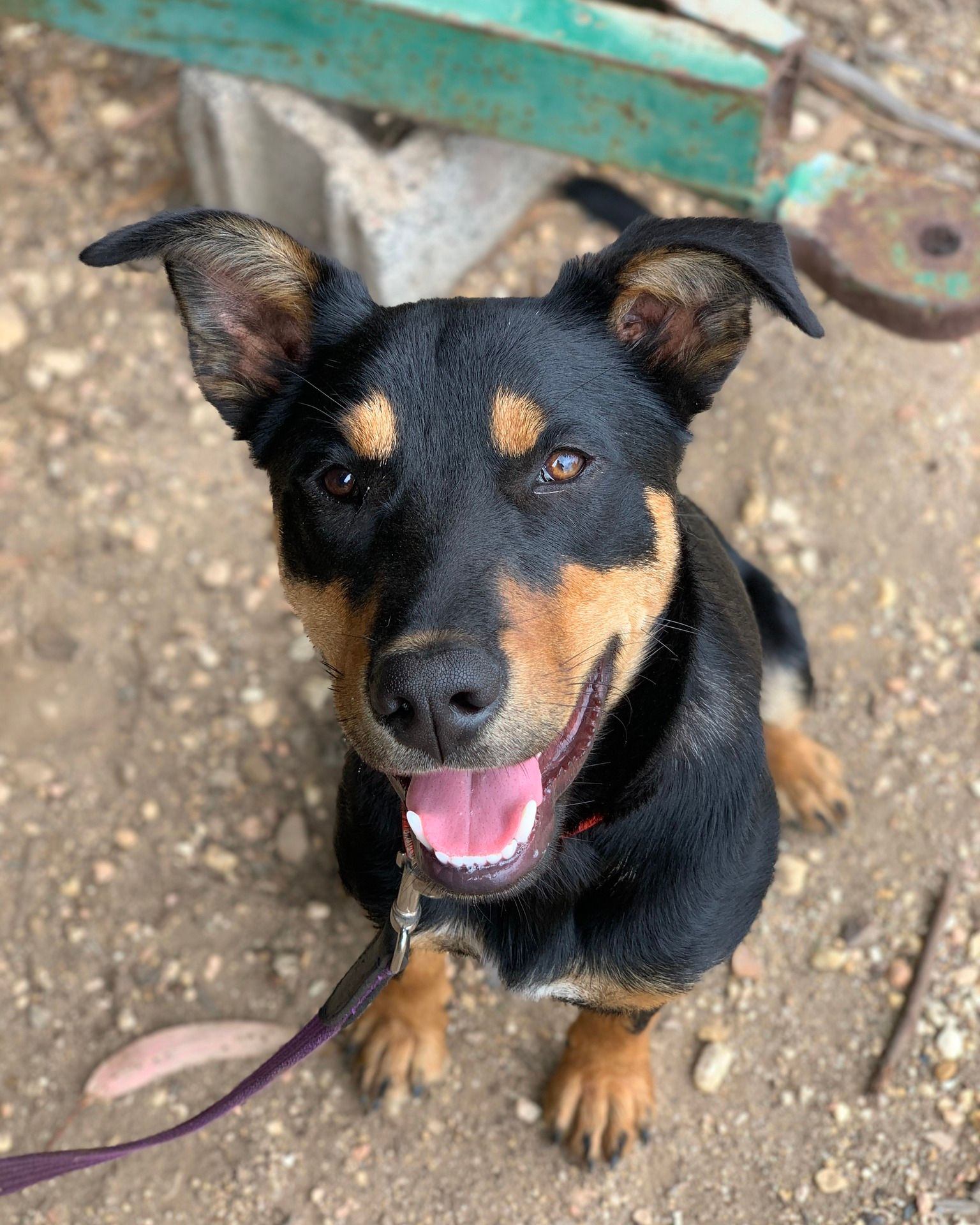 Whispering - Meet Archie. I met Archie and his owner at the local ...