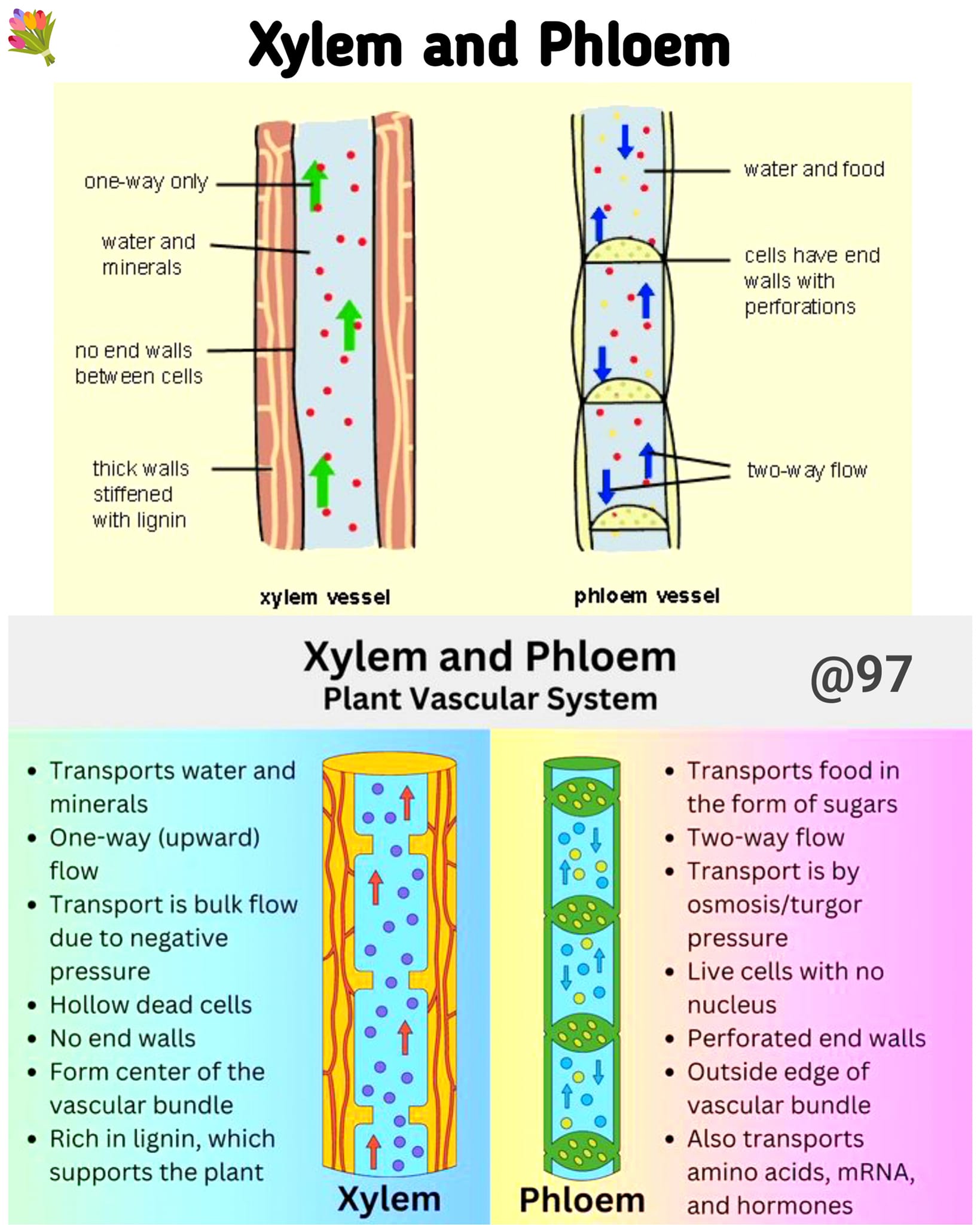 Simple Xylem Vessel Diagram 3 Types Of Permanent Tissues And Their