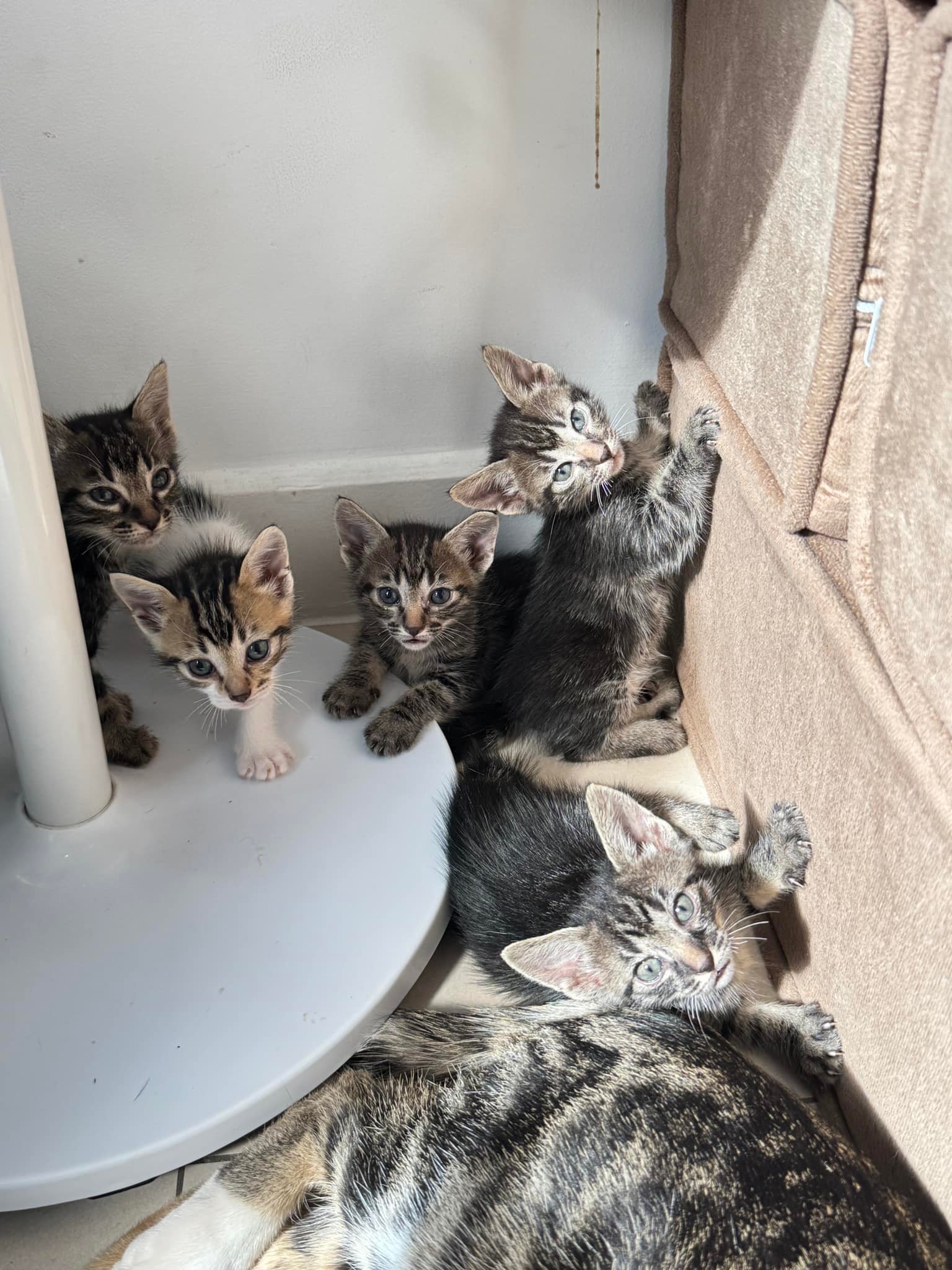 Cat Lovers PH (free adoption to homeless cats) | FOR ADOPTION