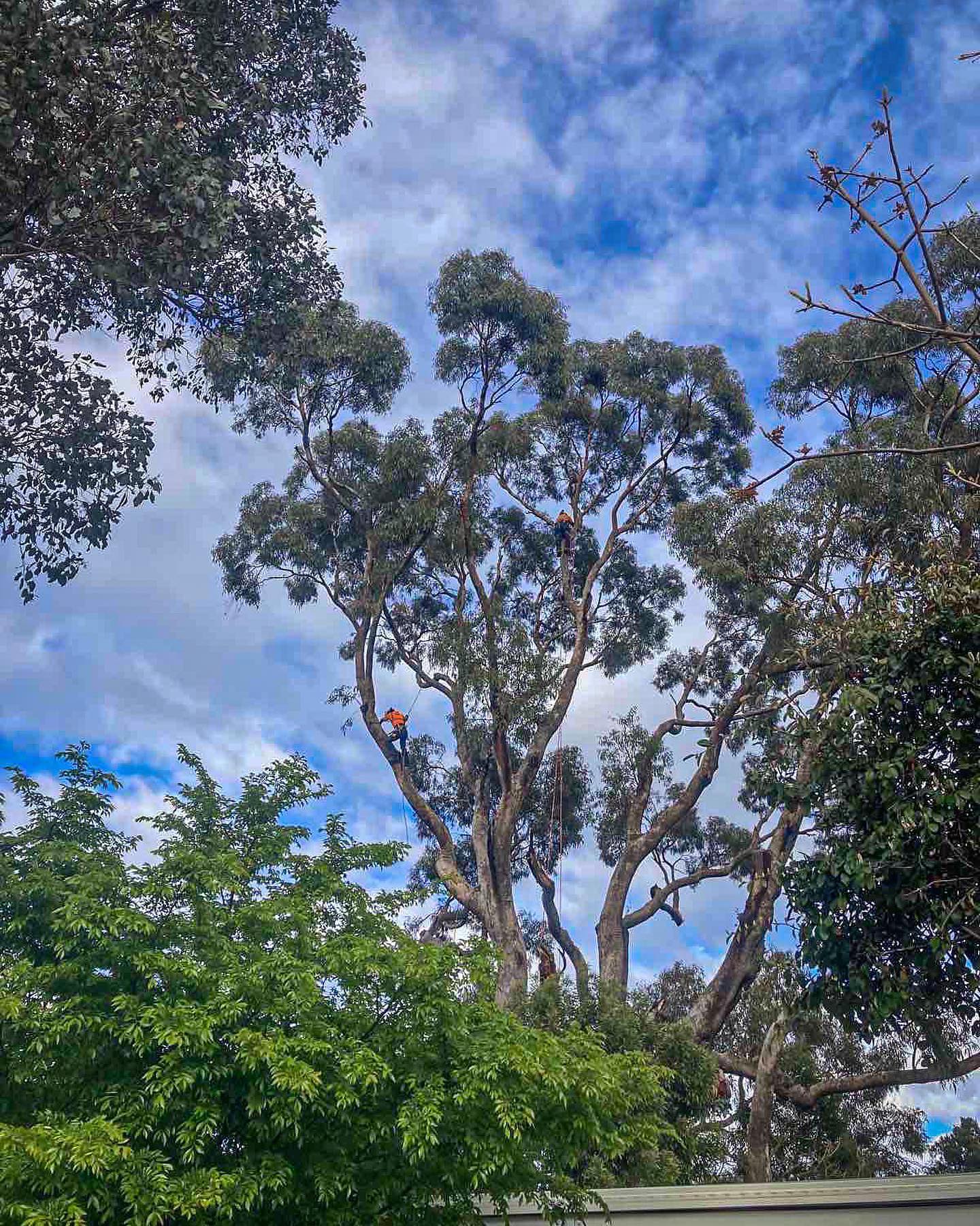 ACT Tree Felling | Canberra ACT