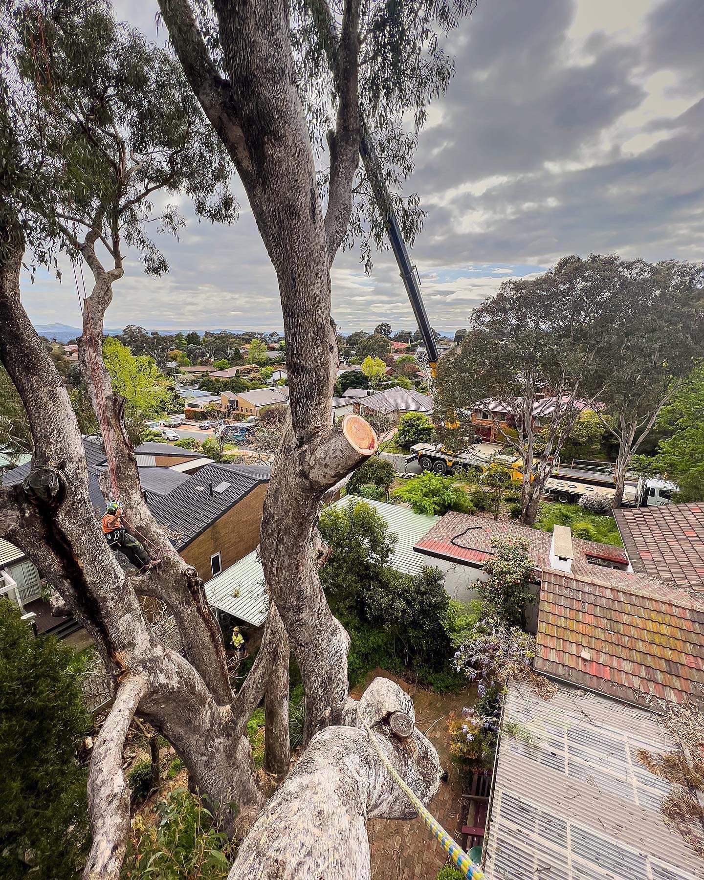 ACT Tree Felling | Canberra ACT