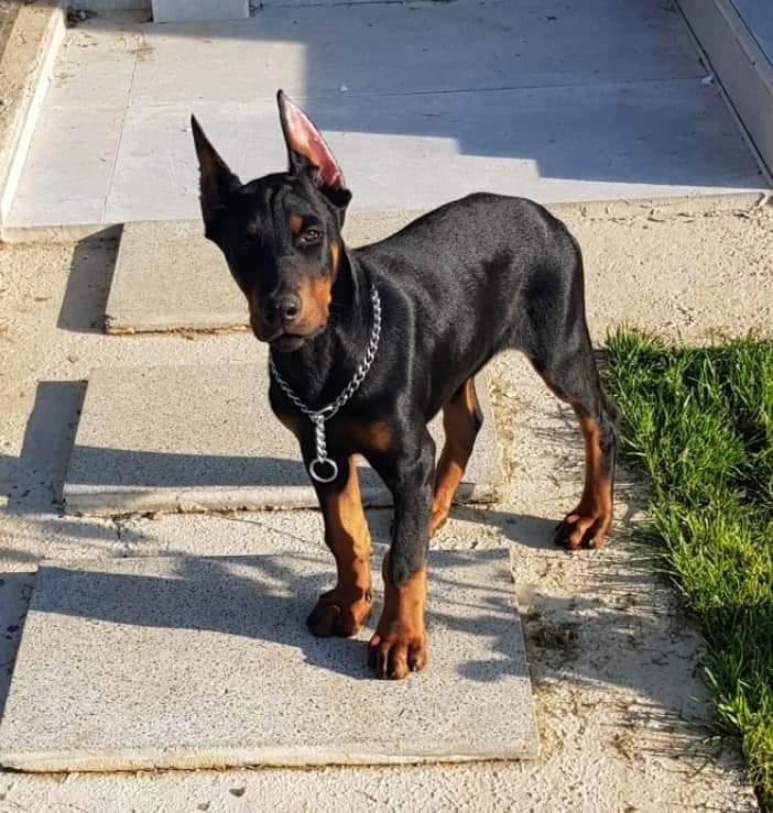 Trabzon Zerdeva Köpeği Derneği - Kıymetli takipçilerimiz,Bol rızıklı ...