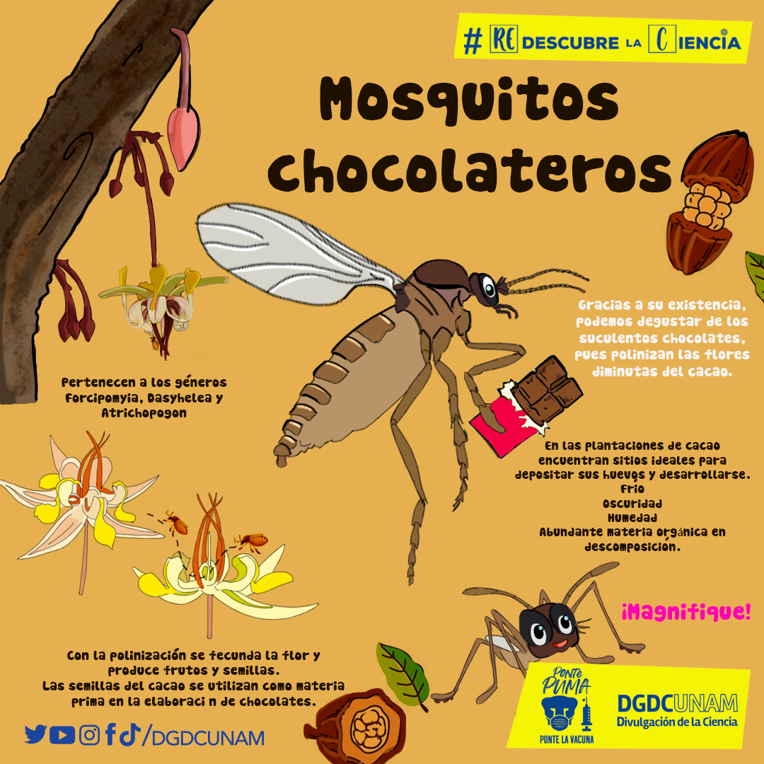 Divulgación de la Ciencia, UNAM - Gracias mosquitos chocolateros 🫶 Hoy ...