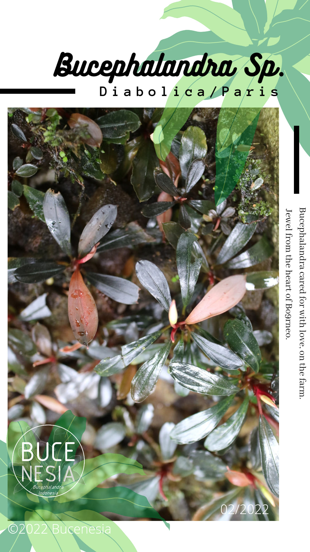 One of the most charming Buce varieties 🌿 Bucephalandra Mahakam