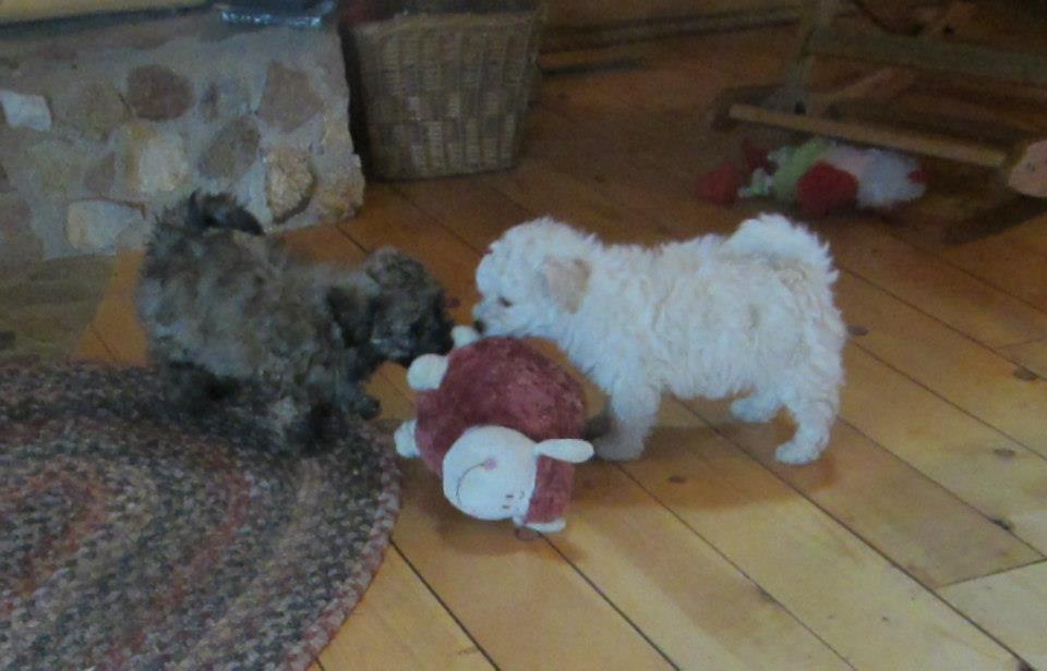Fuzzybear Puppies Fluffy Teddy Bears | Le Roy MN