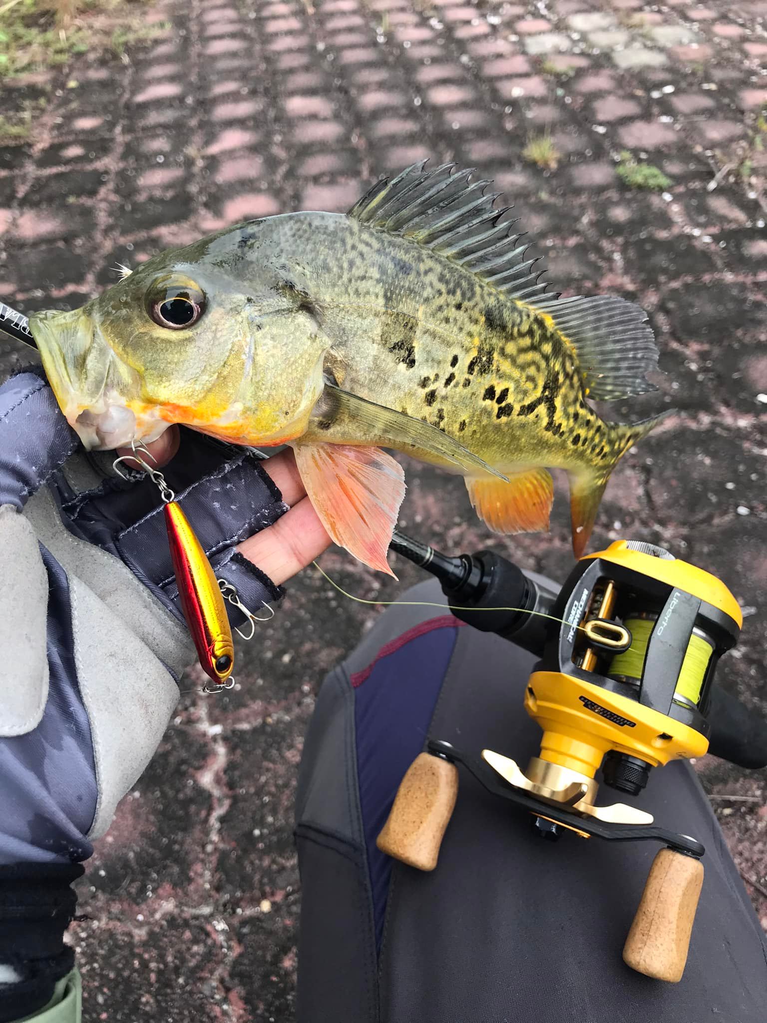 buckshot ice fishing lures Buck-Shot Rattle Spoon Designed to perform flawlessly fidget toy for anxiety Ascend Fishing & Angler Option:5