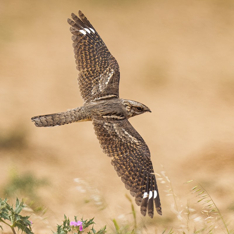 TRAKUS - Çobanaldatan / European Nightjar / Caprimulgus...