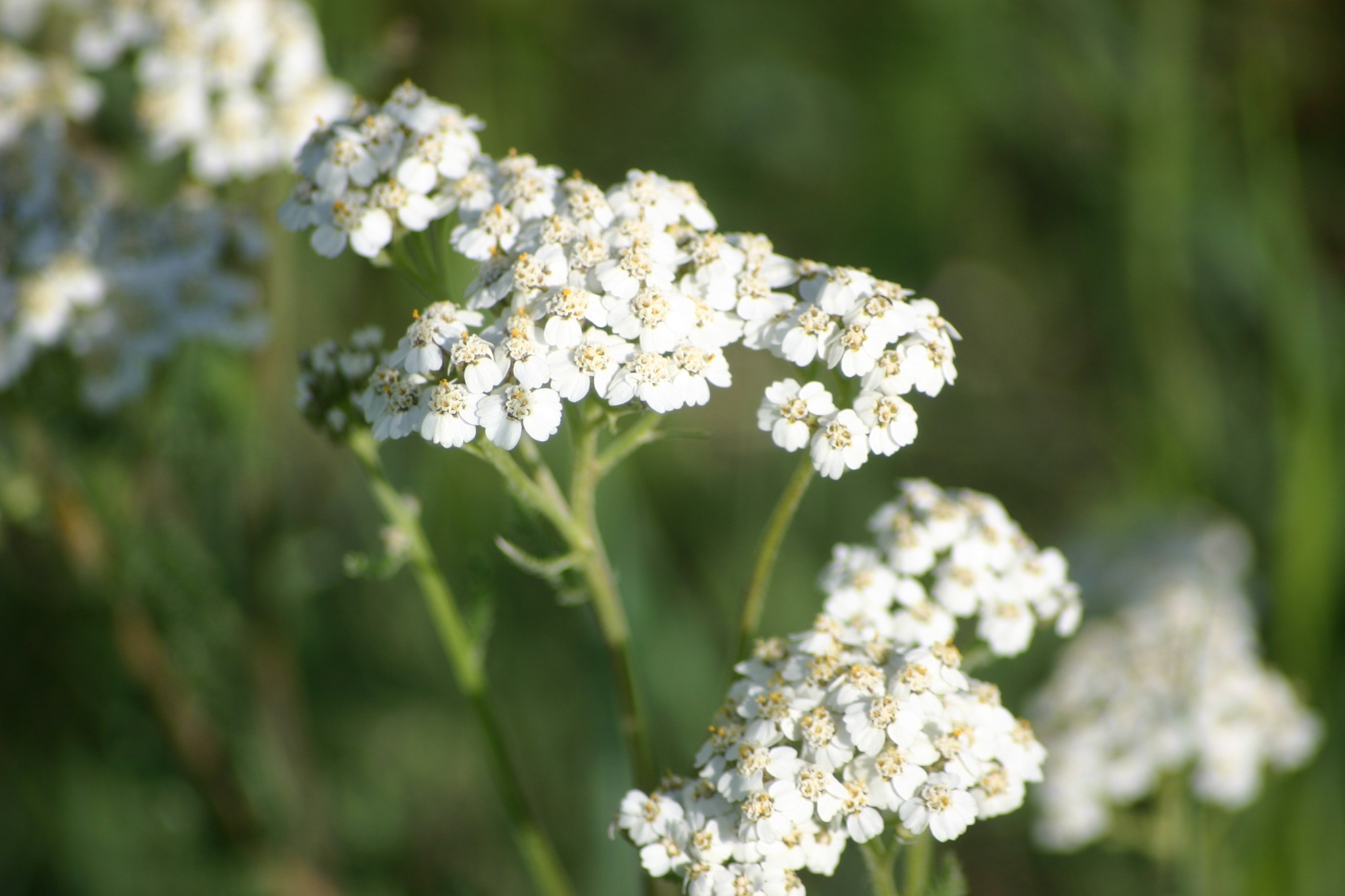 Wascana Centre - Non-invasive or invasive Common Yarrow – Achillea ...