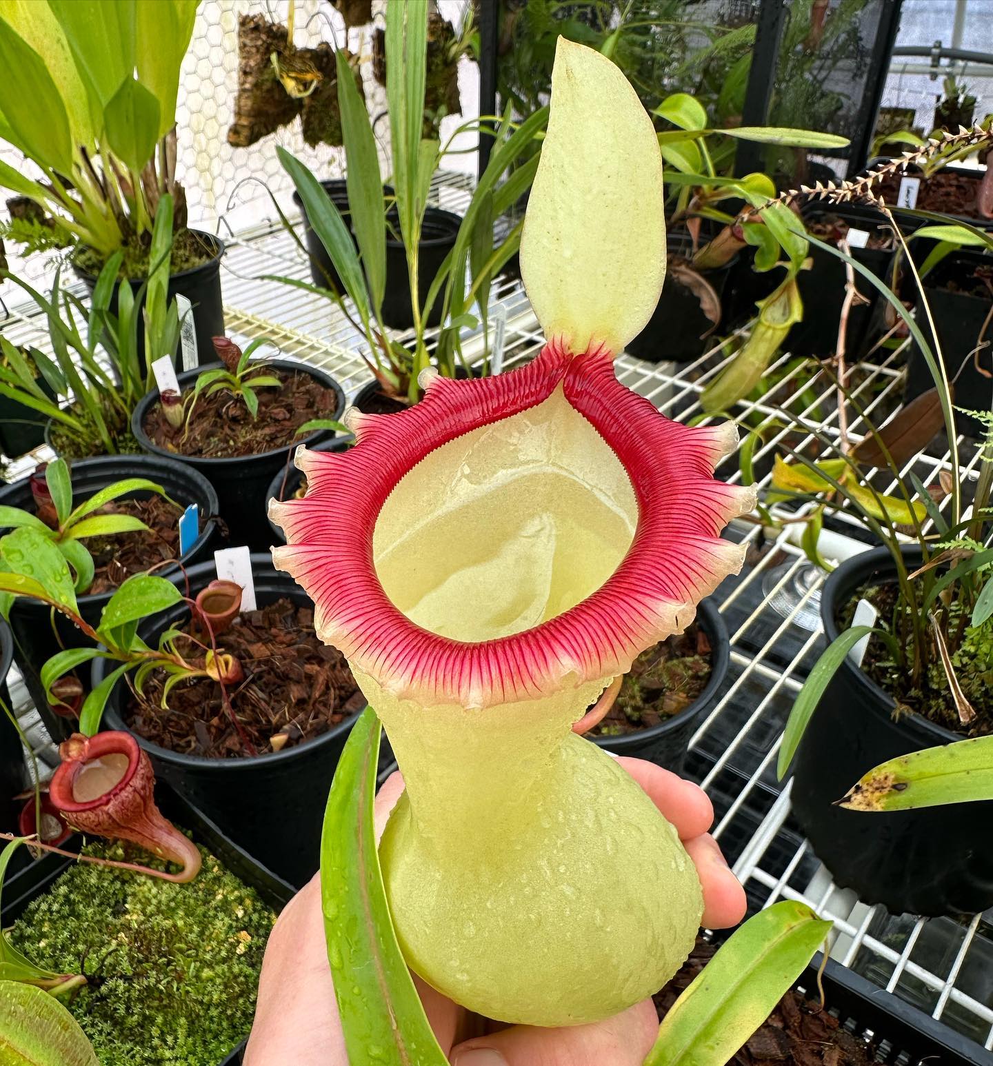 Nepenthes ventricosa porcelain carnivorous plant