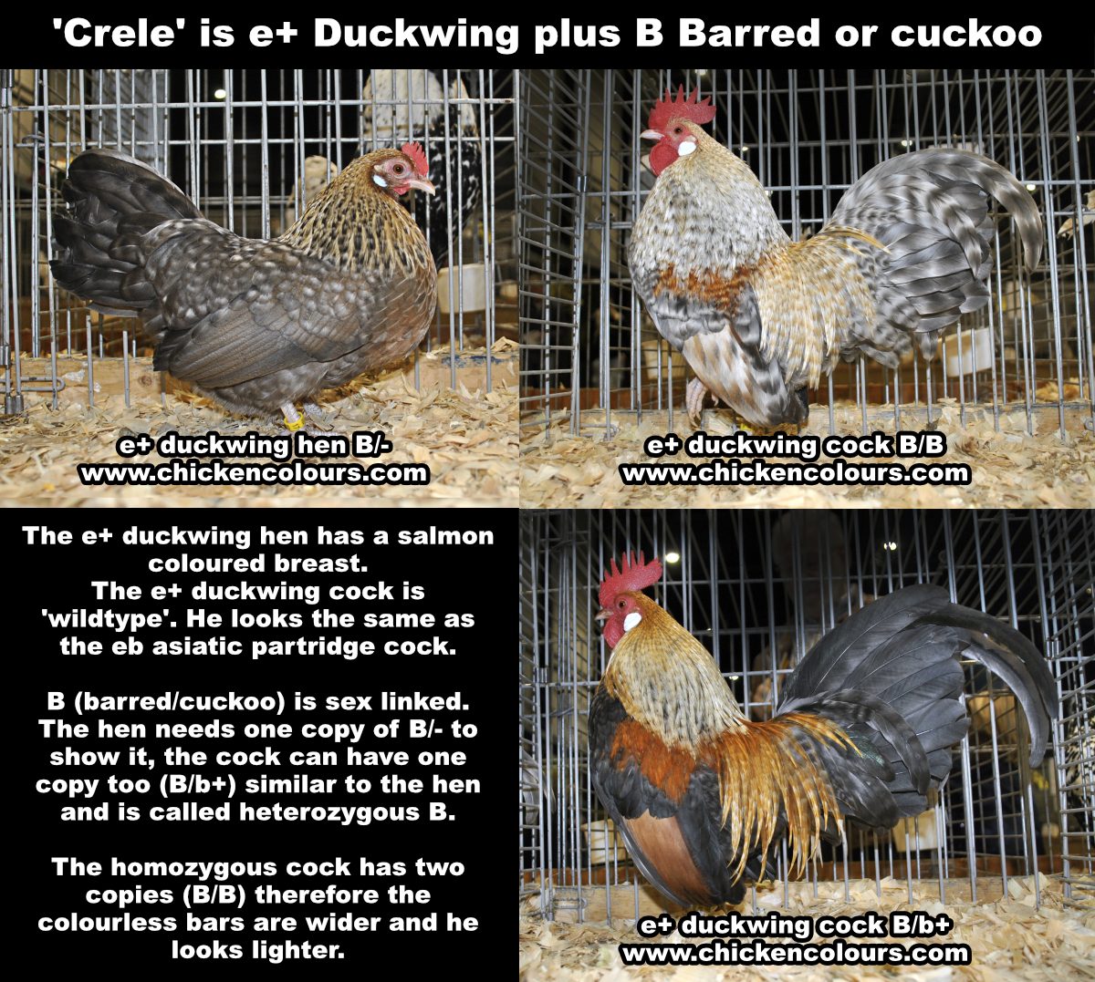 A simple... - Genetics of Chicken Colours-Sigrid van Dort